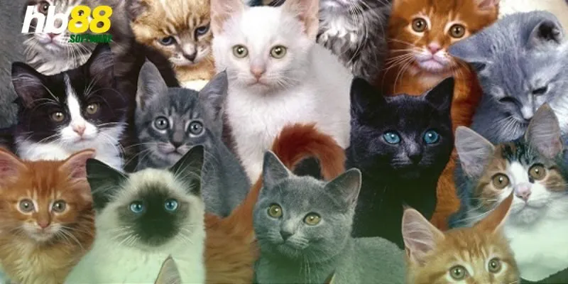 Mơ thấy đàn mèo  